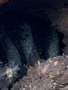 picture of combs in a tree cavity