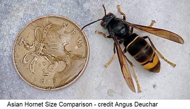 Asian hornet size comparison - Angus Deuchar