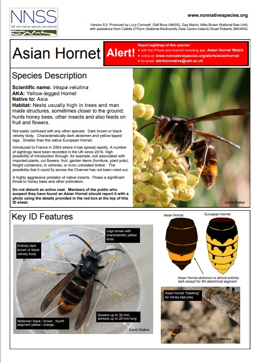 NNSS Asian Hornet Identification poster