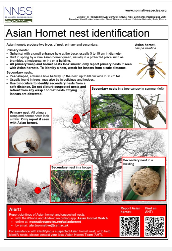NNSS Asian Hornet Nest Identification poster